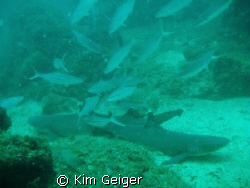 White fin sharks by Kim Geiger 